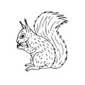Vector hand drawn doodle sketch squirrel