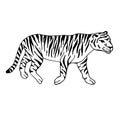 Vector hand drawn doodle sketch tiger