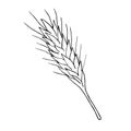 Vector hand drawn doodle sketch wheat spica Royalty Free Stock Photo