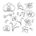 Vector hand drawn elegant orchid