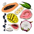 Vector hand drawn exotic fruits. Engraved smoothie bowl ingredients. Colored icon set. Tropical sweet food. Fig, mango