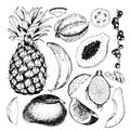 Vector hand drawn exotic fruits. Engraved smoothie bowl ingredients. Tropical sweet food. Pineapple, papaya, fig, mango
