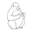 Vector hand drawn female gorilla outline illustration