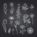 Vector hand drawn flowers set on black chalkboard illustration Royalty Free Stock Photo