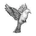 Vector hand drawn flying pigeon. Sketch of white dove.