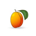 Vector hand drawn fruit apricot