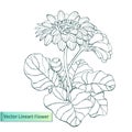 Vector hand drawn gerbera Royalty Free Stock Photo