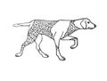 Vector hand drawn german kurtshaar hunting dog