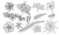 Graphic flowers set 1