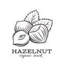 Hand drawn hazelnut