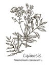 Vector hand drawn herb. Botanical plant illustration. Vintage medicinal herb sketch. Cyanosis