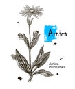 Vector hand drawn herb. Botanical plant illustration. Vintage medicinal herb sketch. Arnica