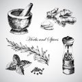 Vector hand drawn herbs and spices - ginger, pepper, mint. sketch designer elements Royalty Free Stock Photo