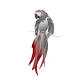 Vector hand drawn Illustration of African grey parrot on white background isolated Royalty Free Stock Photo