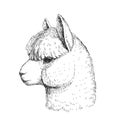 Vector hand-drawn illustration of alpaca head isolated on white. Sketch of lama head in engraving style Royalty Free Stock Photo