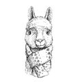 Vector hand drawn illustration of alpaca head with scarf isolated on white. Sketch of cute lama face Royalty Free Stock Photo