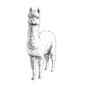 Vector hand-drawn illustration of alpaca isolated on white. Sketch of lama in engraving style