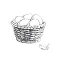 Vector hand-drawn illustration of a basket with white eggs in the style of an engraving. Sketch of a fresh natural product Royalty Free Stock Photo