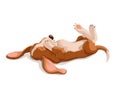 Vector hand drawn illustration of basset hound puppy. Cute lying