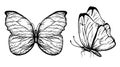 Vector hand drawn illustration of butterflies with open and folded wings Sketch