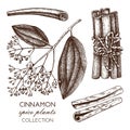 Vector hand drawn illustration of Cassia on white background. Kitchen spice sketch. Vintage cinnamon bark drawing.