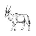 Vector hand-drawn illustration of common eland in engraving style. Black and white sketch of Canna antelope Royalty Free Stock Photo