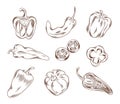 Vector hand drawn illustration of different types of peppers in graphic style