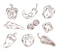 Vector hand drawn illustration of different types of peppers in graphic style Royalty Free Stock Photo