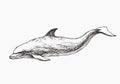 Vector hand drawn illustration of dolphin isolated on white. Sketch of wild sea animal for print on clothes. Underwater world Royalty Free Stock Photo