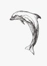 Vector hand drawn illustration of dolphin isolated on white. Sketch of wild sea animal for print on clothes. Underwater world Royalty Free Stock Photo