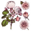 Vector hand drawn illustration of English roses. Vintage engraved style. Botanical art on white background.