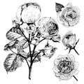 Vector hand drawn illustration of English roses. Vintage engraved style. Botanical monocrome floral art. Royalty Free Stock Photo