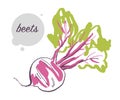 Vector hand drawn illustration of fresh raw beets vegetable isolated on white background.