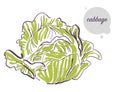 Vector hand drawn illustration of fresh raw cabbage vegetable isolated on white background.