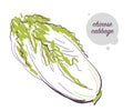 Vector hand drawn illustration of fresh raw chinese cabbage vegetable isolated on white background.
