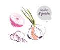 Vector hand drawn illustration of fresh raw onion and garlic spice vegetable isolated on white background.