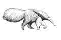 Vector hand-drawn illustration of giant anteater in engraving style. Black and white sketch of animal of South America