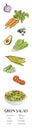 Vector hand drawn illustration with green salad ingredients Royalty Free Stock Photo