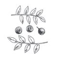 Vector hand drawn illustration with handful of blueberry with branch. Berries with leaves sketch isolated on white Royalty Free Stock Photo