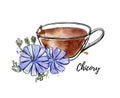 Vector hand drawn illustration of herbal drink Chicory.