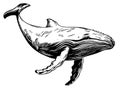 Vector hand drawn illustration of humpback whale. Royalty Free Stock Photo