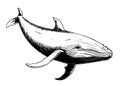 Vector hand drawn illustration of humpback whale. Sketch detailed engraving style Royalty Free Stock Photo