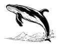 Vector hand drawn illustration of humpback whale. Royalty Free Stock Photo