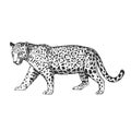 Vector hand-drawn illustration of jaguar in engraving style. Sketch of wild American animal isolated on white