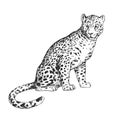Vector hand-drawn illustration of jaguar in engraving style. Sketch of wild American animal isolated on white