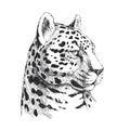 Vector hand-drawn illustration of jaguar head in engraving style. Black and white sketch of wild Brazilian animal