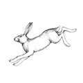 Vector hand drawn illustration of jumping hare in engraving style. Sketch of running forest animal isolated on white