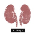 Vector kidneys body