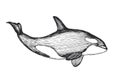 Vector hand-drawn illustration of a killer whale in the style of engraving. A black and white sketch with an oceanic animal Royalty Free Stock Photo