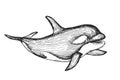 Vector hand-drawn illustration of a killer whale in the style of engraving. A black and white sketch with an oceanic animal Royalty Free Stock Photo